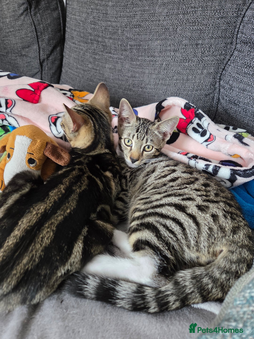 Bengal cats for sale: Bengal X kittens - Image 2