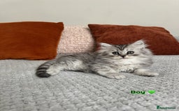 Persian cats for sale: 🐾Fluffy Chinchilla Persian kittens for Sale🐾 - Image 4