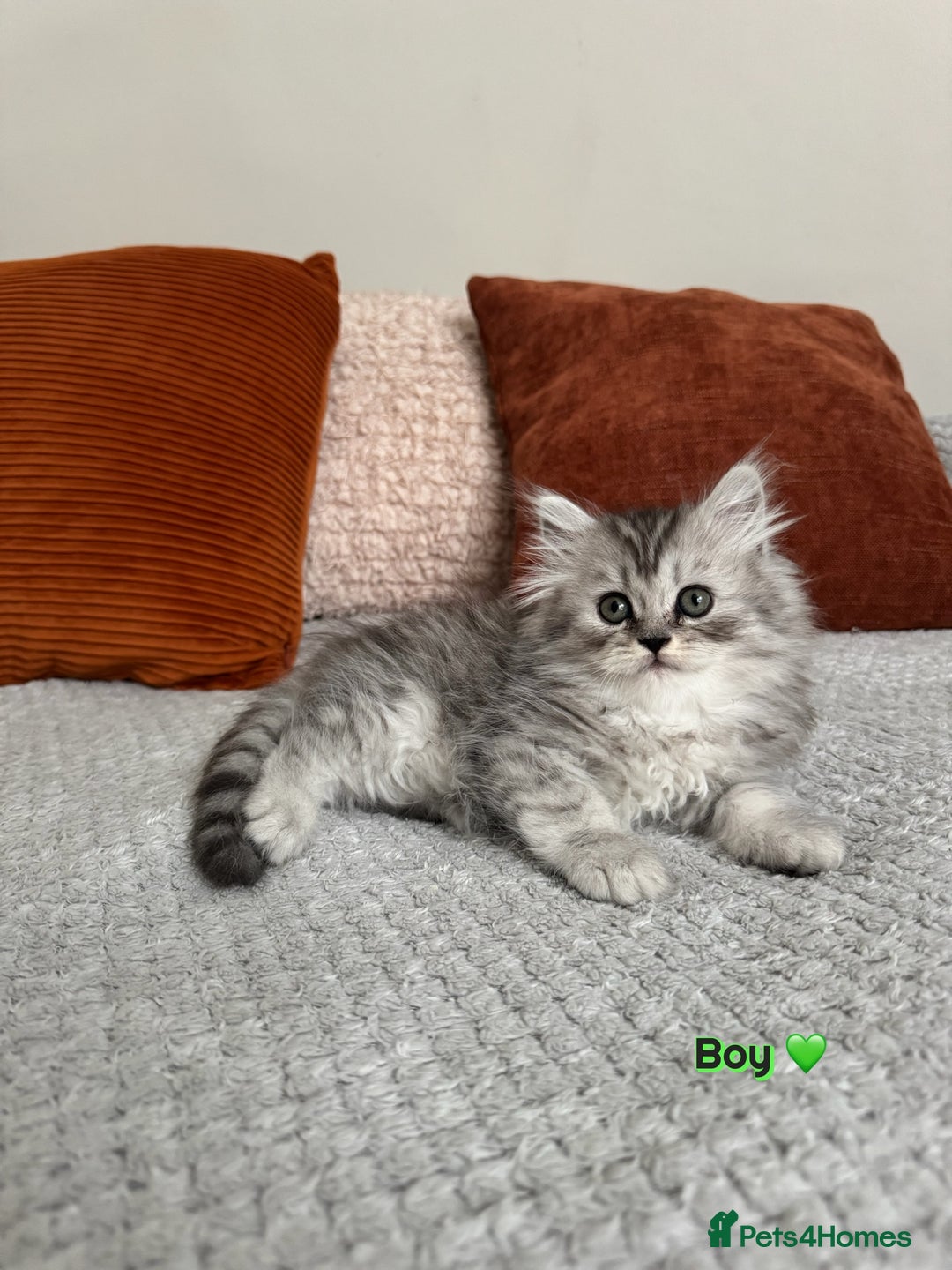 Persian cats for sale: 🐾Fluffy Chinchilla Persian kittens for Sale🐾 - Image 4