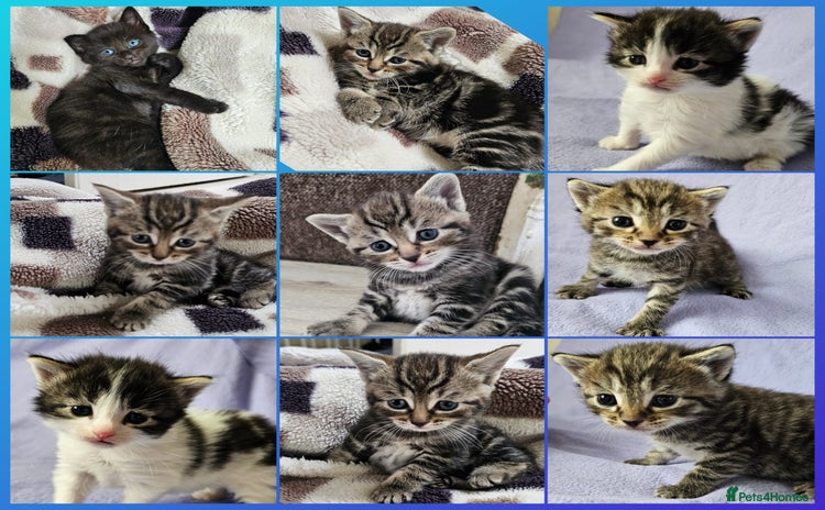 Mixed Breed cats - Advert 10