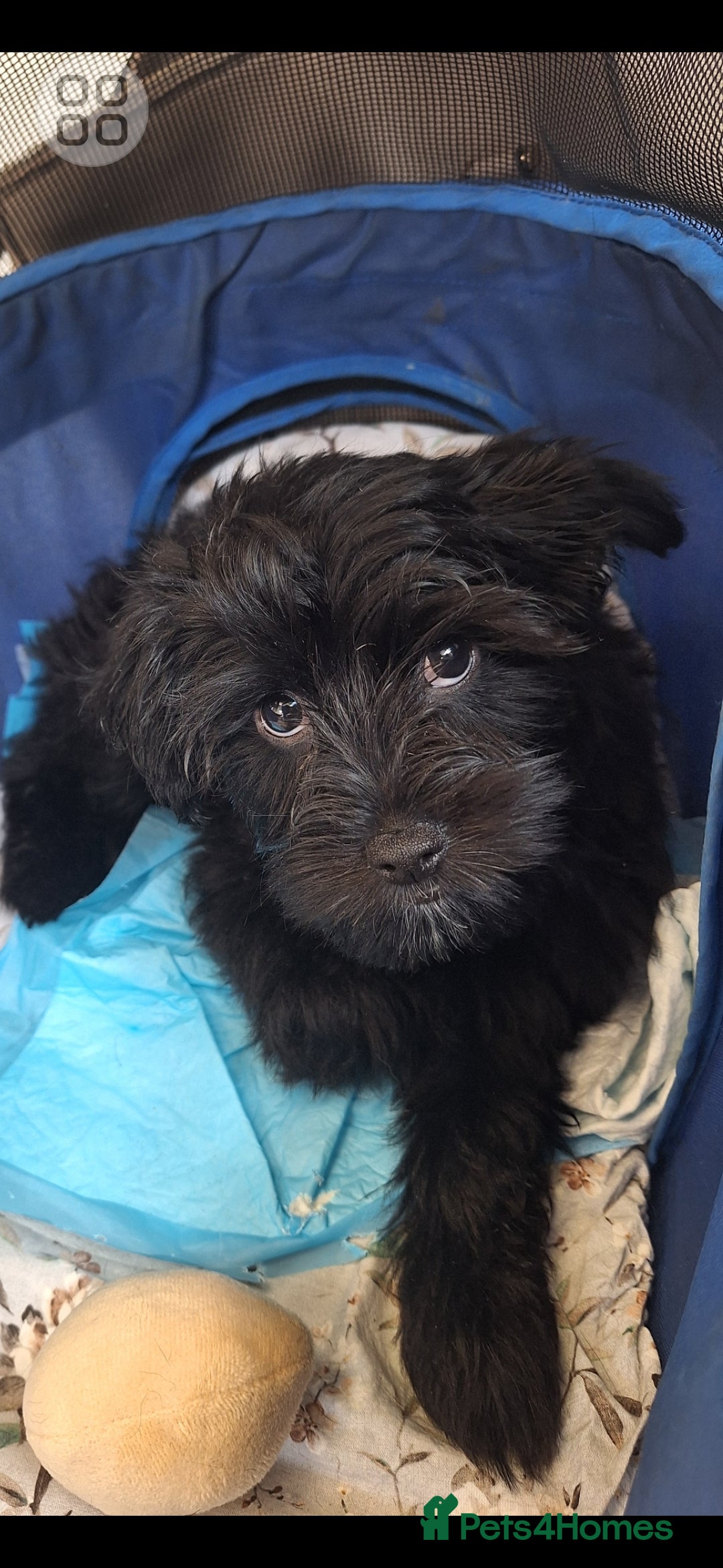 Mixed Breed dogs for sale: BUDDYBEAR - Image 5