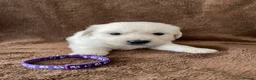 Golden Retriever dogs for sale: 7 Beautiful Golden retriever puppies  - Advert 21