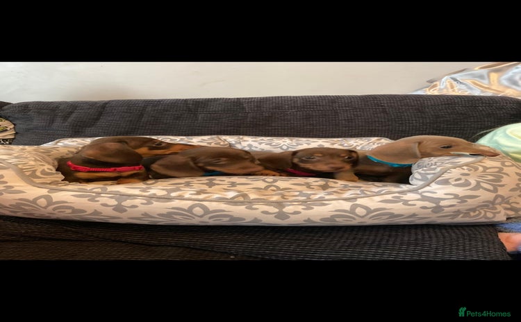 Miniature Dachshund dogs - Advert 12