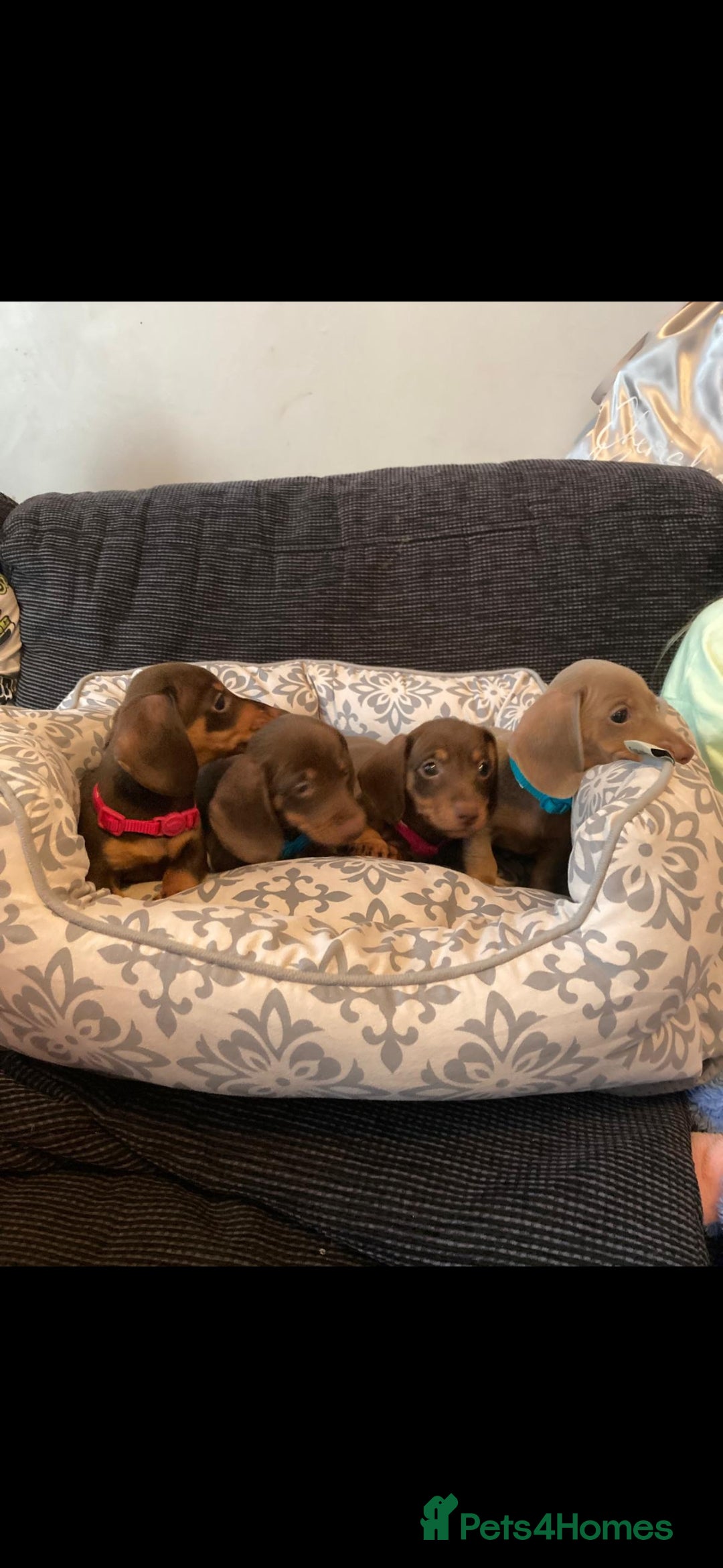 Miniature Dachshund dogs for sale: Mini dachshund  - Image 1