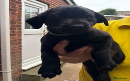 Labrador Retriever dogs for sale: Working Labradors  - Image 18