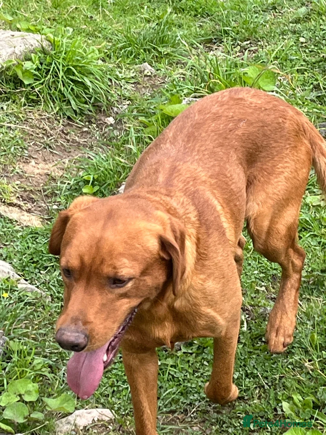 Labrador Retriever dogs for sale: Fox red Labrador is looking for new home  in Saint Austell - Advert 6