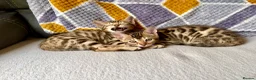 Bengal cats for sale: *READY NOW* Bengal Kittens - Advert 19