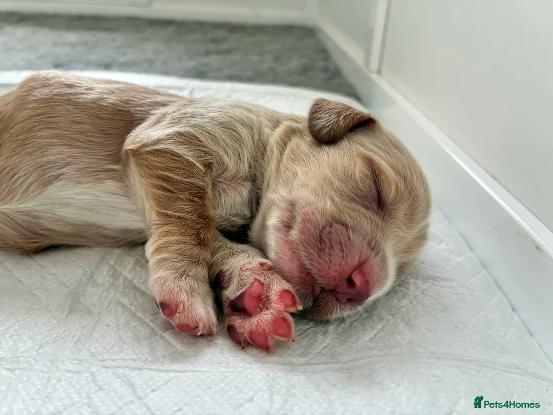 Cocker Spaniel dogs for sale: KC Registered and Vet checked Pups - Advert 18