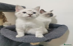 Ragdoll cats for sale: Ragdoll stunning kittens - Image 4