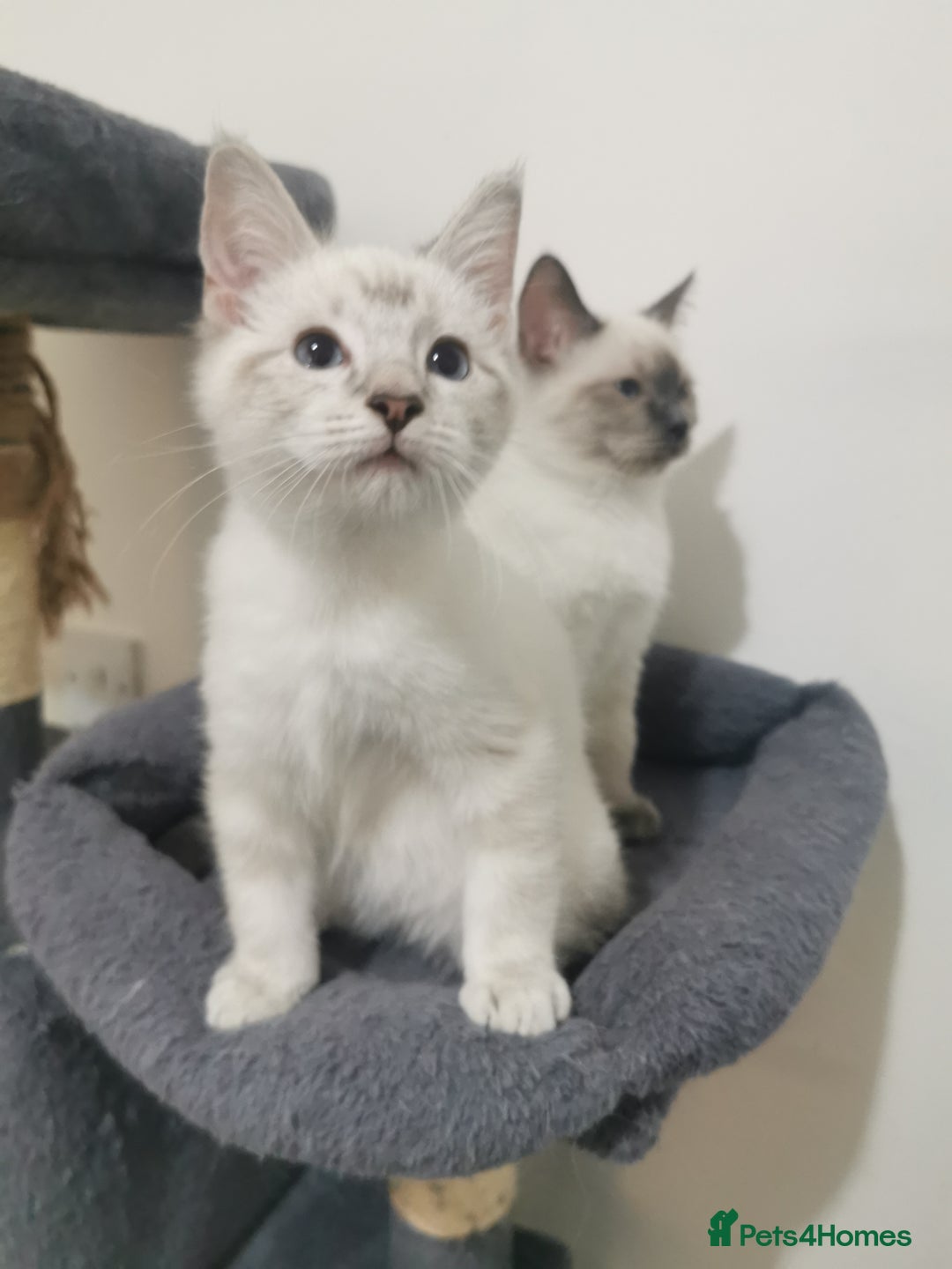 Ragdoll cats for sale: Ragdoll stunning kittens - Image 4