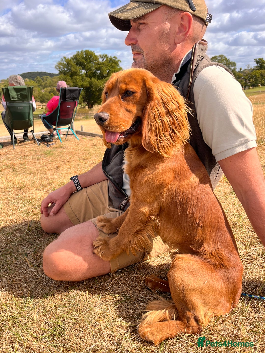 Cocker Spaniel dogs for stud: FTCH x FTCH KC Cocker Spaniel Stud - Advert 6
