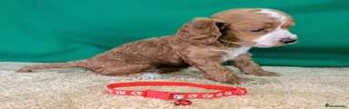 Red collar Boy - ID 7076