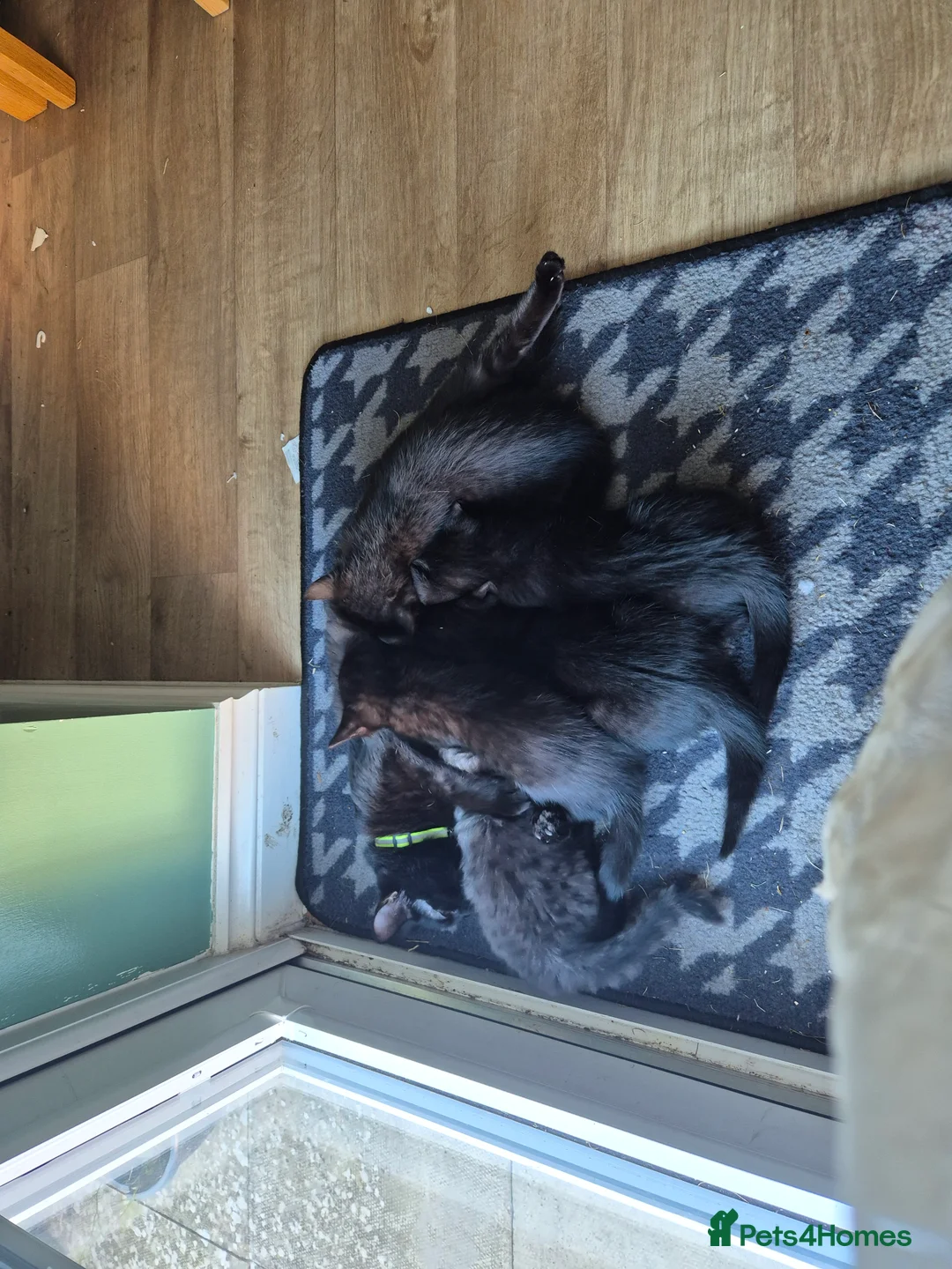 Mixed Breed cats for sale: Black kitten in Towcester - Advert 2