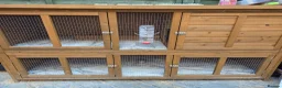 Ferret rodents for sale: Pair of Gills, tame sisters and full setup  - Advert 4
