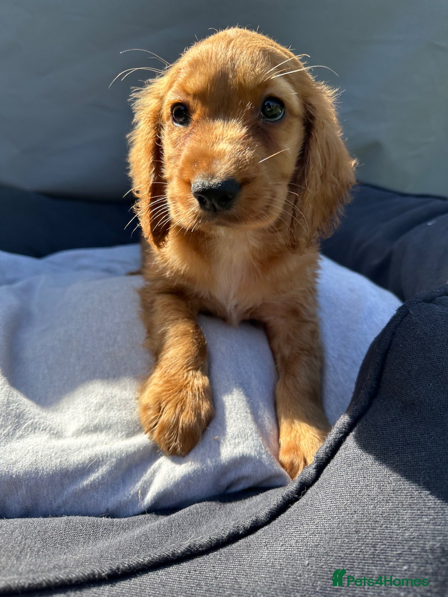 Cocker Spaniel dogs Working Cocker Spaniel Puppies  - Advert 1