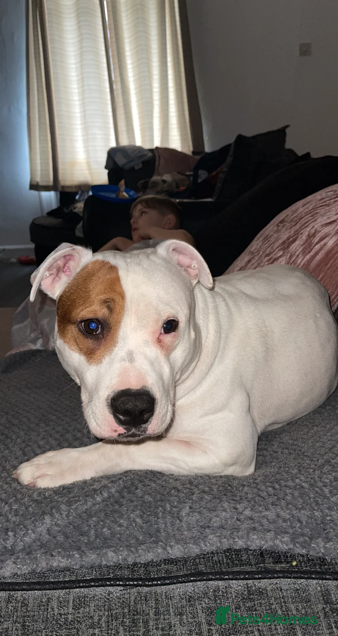 Mixed Breed dogs for sale: Akita cross  - Advert 9