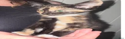 Mixed Breed cats for sale: Beautiful kittens looking for there forever home  - Advert 5