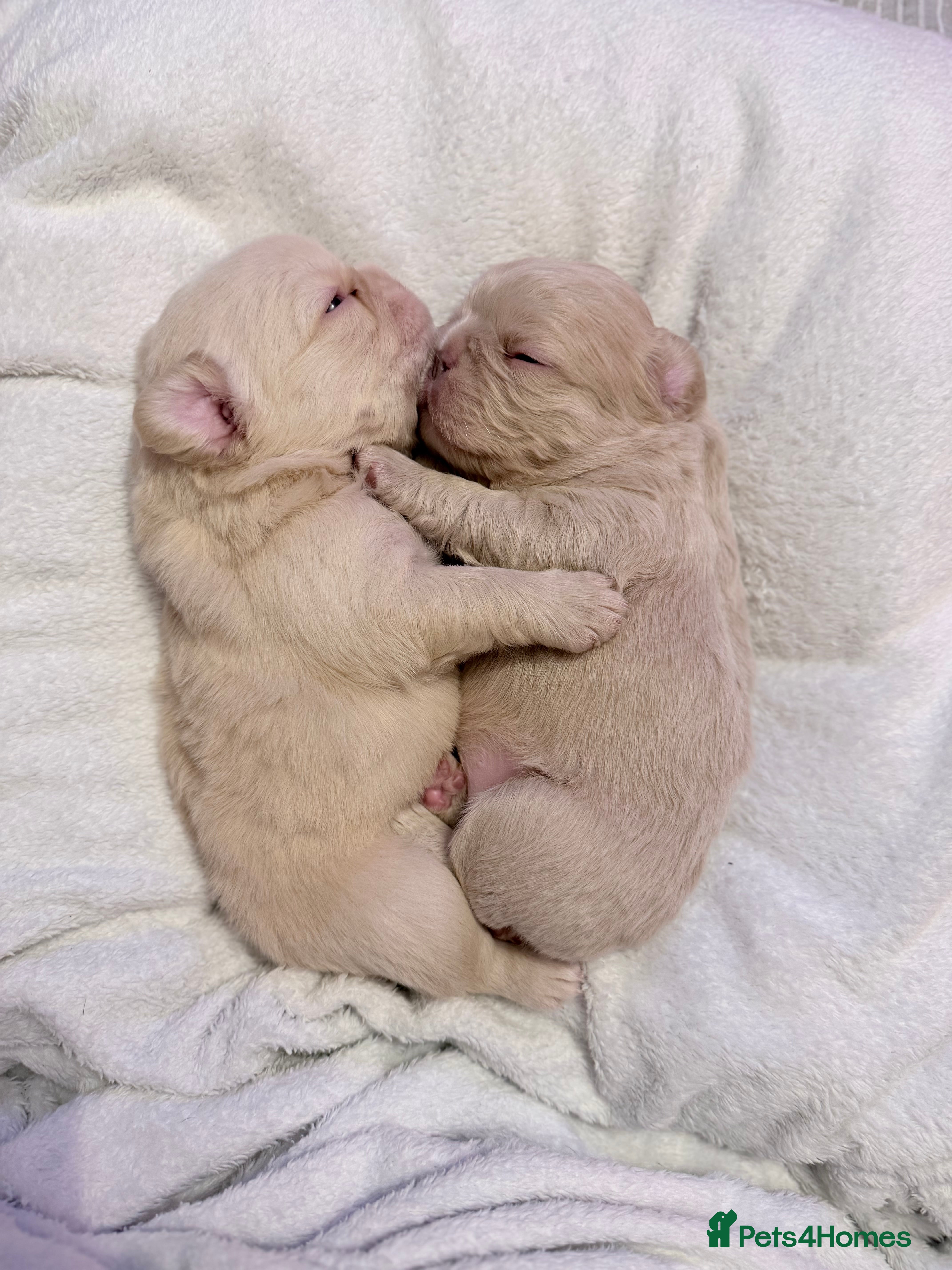 French Bulldog dogs 🔥Outstanding Quality Fluffy Frenchies🔥 - Advert 11