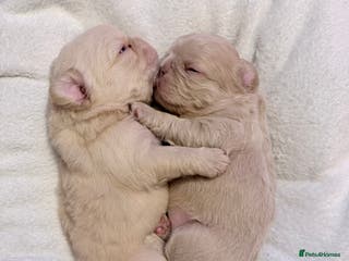 French Bulldog dogs 🔥Outstanding Quality Fluffy Frenchies🔥 - Advert 11