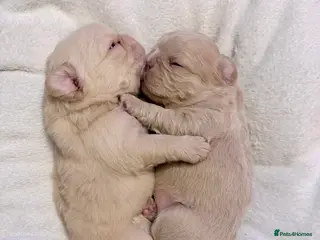 French Bulldog dogs 🔥Outstanding Quality Fluffy Frenchies🔥 - Advert 13