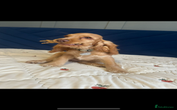 Cocker Spaniel dogs for sale: Fully health tested KC show cocker spaniel  - Image 6