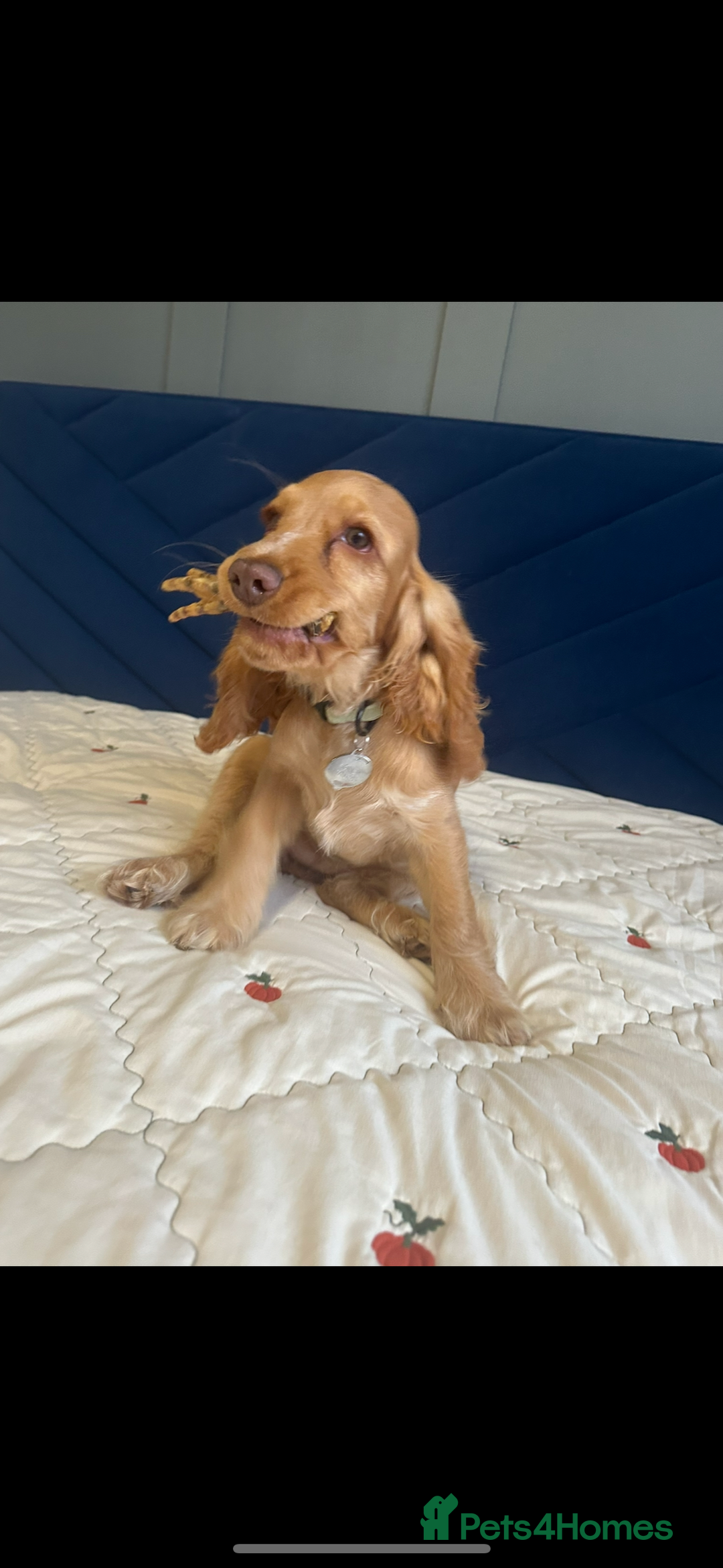 Cocker Spaniel dogs for sale: Fully health tested KC show cocker spaniel  - Image 6