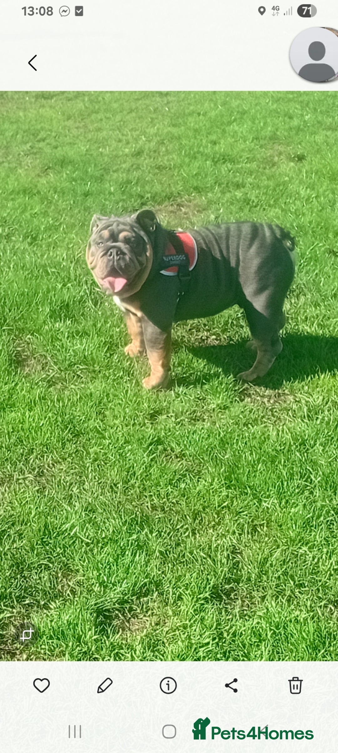 English Bulldog dogs for sale: English bulldog  - Image 2