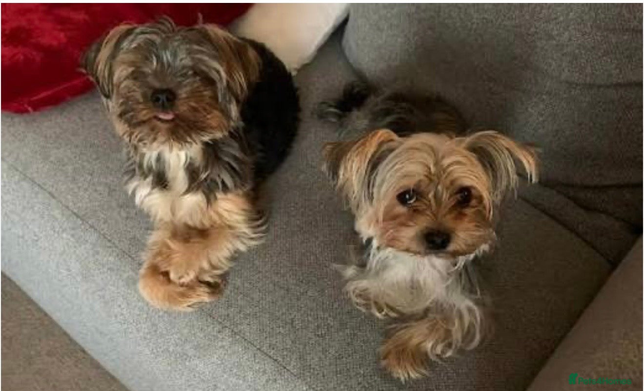 Yorkshire Terrier dogs Beautiful Yorkie puppy♥️ - Advert 1