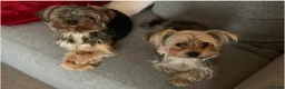 Yorkshire Terrier dogs for sale: Beautiful Yorkie puppy♥️ - Advert 1