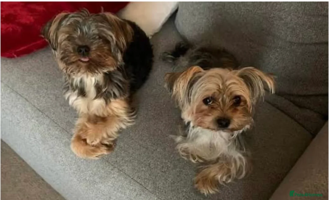 Yorkshire Terrier dogs for sale: Beautiful Yorkie puppy♥️ - Advert 1
