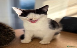 Mixed Breed cats for sale: 2 adorable male kittens for sale 🩵 - Image 10