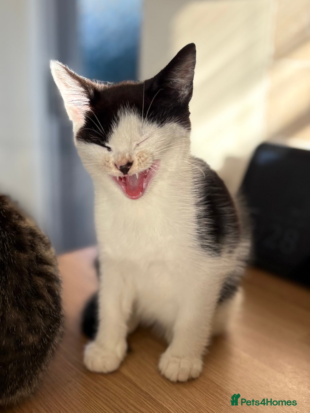 Mixed Breed cats for sale: 2 adorable male kittens for sale 🩵 - Image 10