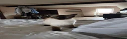 Mixed Breed cats for sale: Mixed ragdoll breed (black fur , calm character) - Advert 1