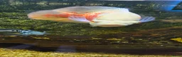 Cichlids fish for sale: X2 oscars - Advert 4
