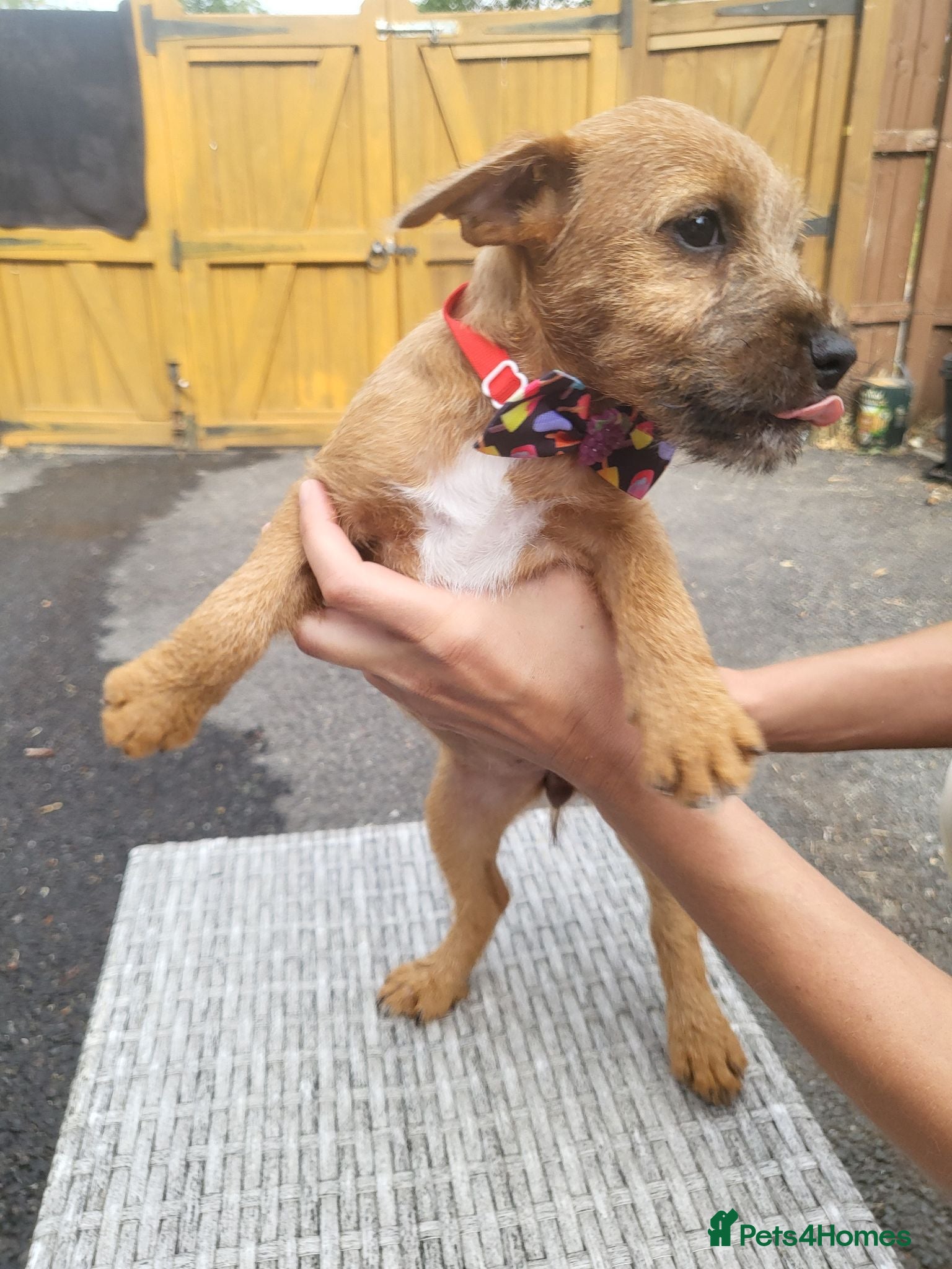 Mixed Breed dogs Jack russel/Lakeland terrier puppy's for sale. - Advert 2