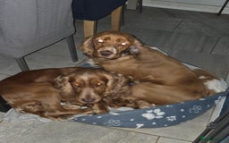 Cocker Spaniel dogs for sale: Male cocker spaniel  - Image 6