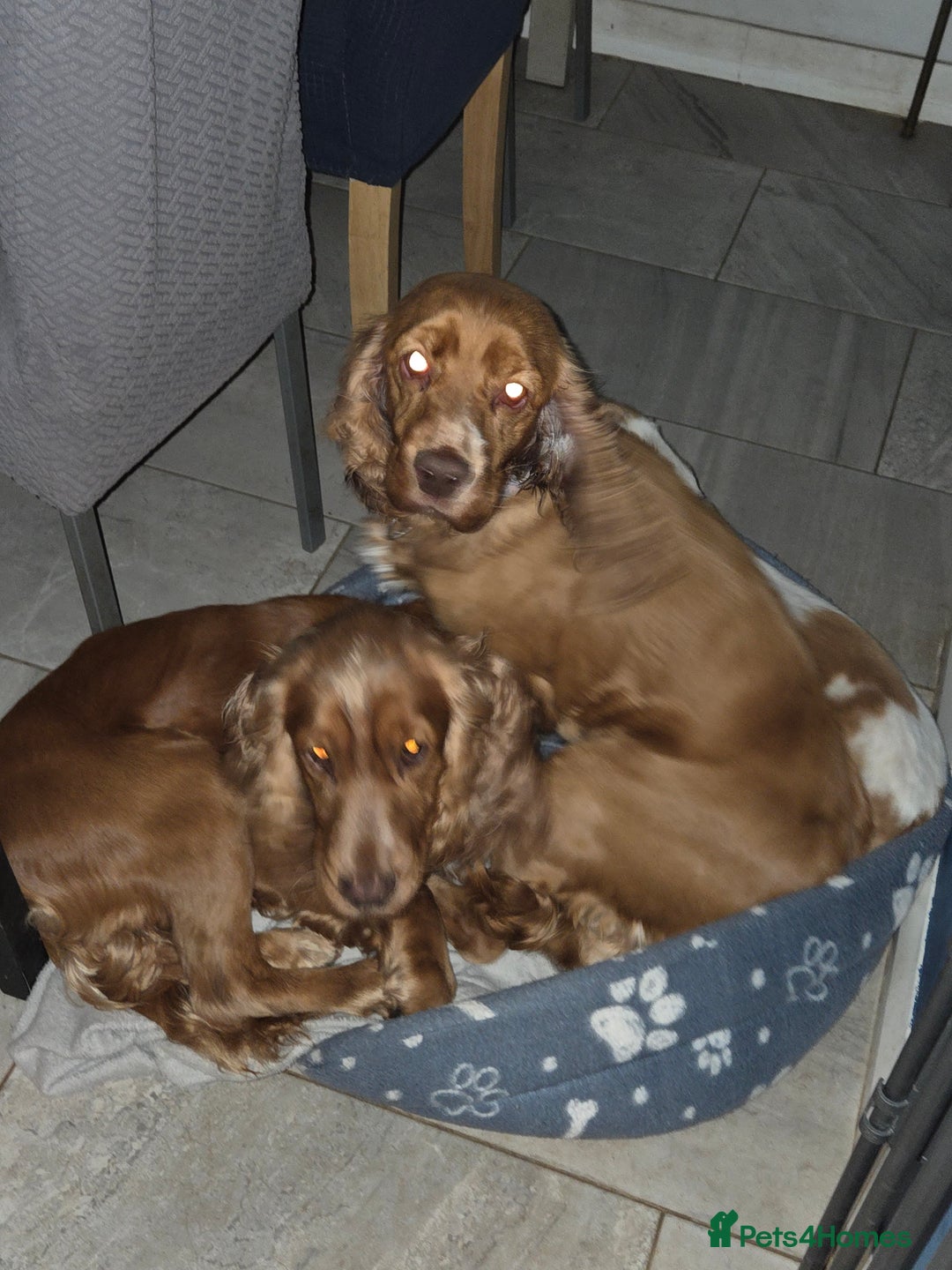 Cocker Spaniel dogs for sale: Male cocker spaniel  - Image 6