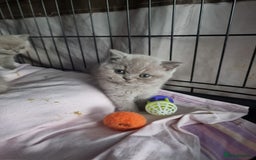 British Shorthair cats for sale: Lilac & Blue BSH Kittens Healthy GCCF Pedigree  - Image 5
