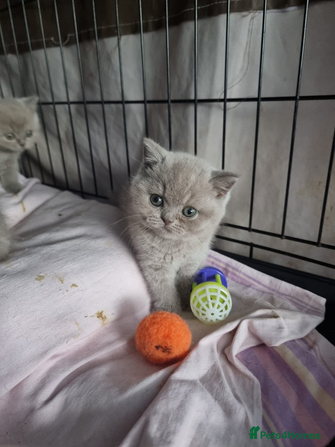 British Shorthair cats for sale: Lilac & Blue BSH Kittens Healthy GCCF Pedigree  - Image 5
