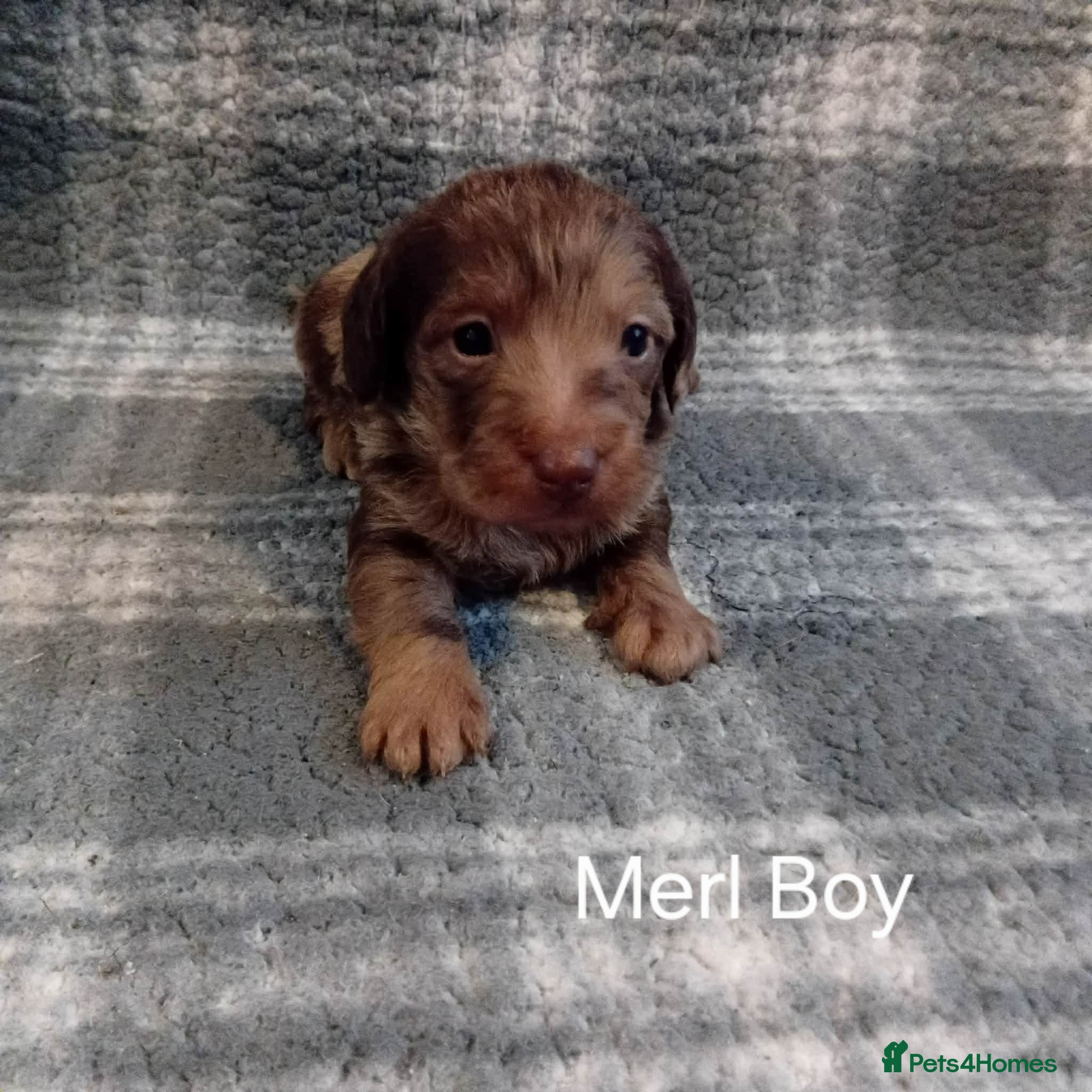 Doxiepoo dogs Doxiepoo puppies - Advert 1