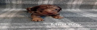 Merl Boy