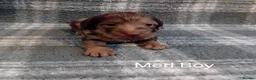 Doxiepoo dogs for sale: Doxiepoo puppies - Advert 1