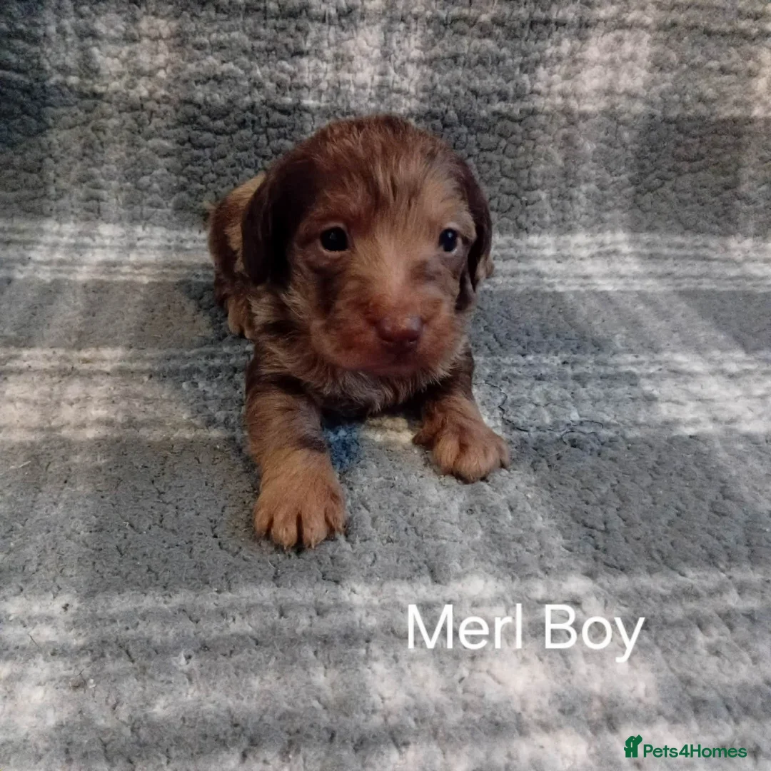 Doxiepoo dogs for sale: Doxiepoo puppies - Advert 1