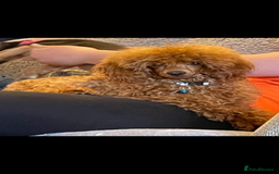 Toy Poodle dogs for sale: Two beautiful red toy poodle girls  - Image 8