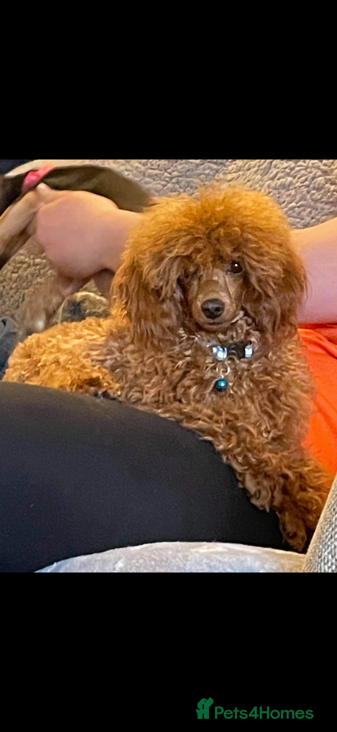 Toy Poodle dogs for sale: Two beautiful red toy poodle girls  - Image 8