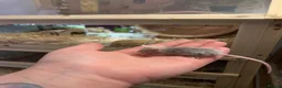 Mouse rodents for sale: Mice for sale  - Advert 6