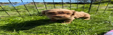 Cavapoo Puppy 2