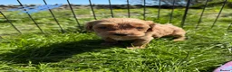 Cavapoo dogs for sale: Cavapoo F1b Puppies in Bishop Auckland - Advert 3