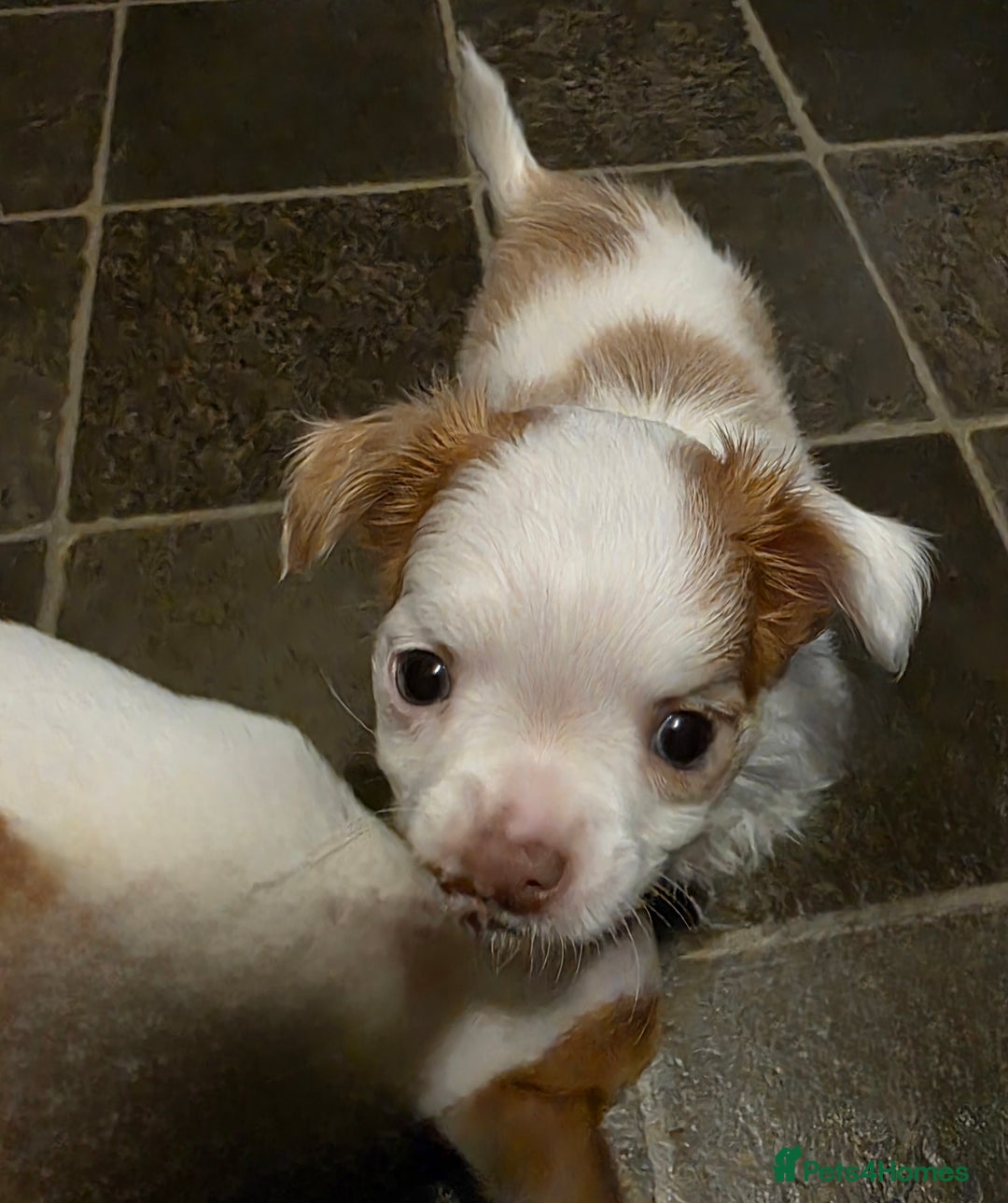 Chihuahua dogs for sale: Chihauhau puppies ready early November - Image 15