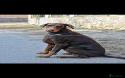 Dobermann dogs for sale: 6 month old stunning male  - Image 5